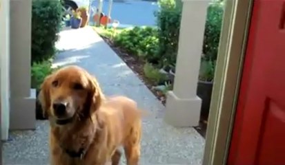 Dog confused by invisible door - Must watch