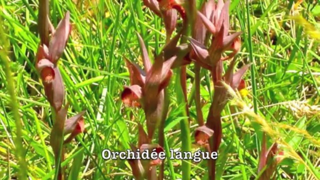 Rando Photo Botanique