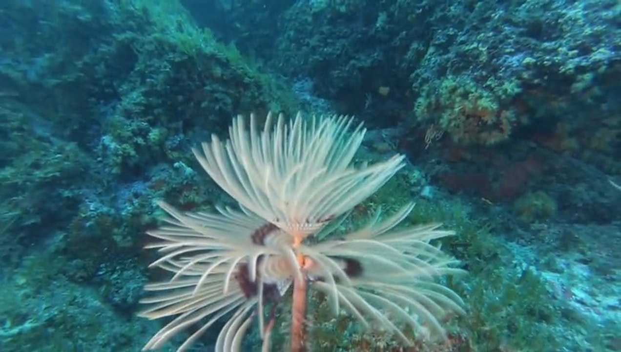 spiroraphe
