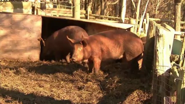 Qu'est-ce que je vois? : Le cochon
