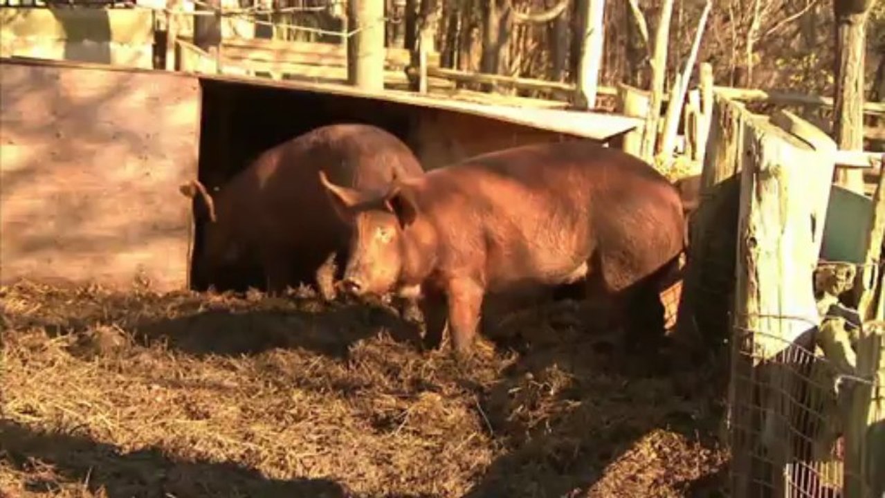 Qu'est-ce que je vois? : Le cochon