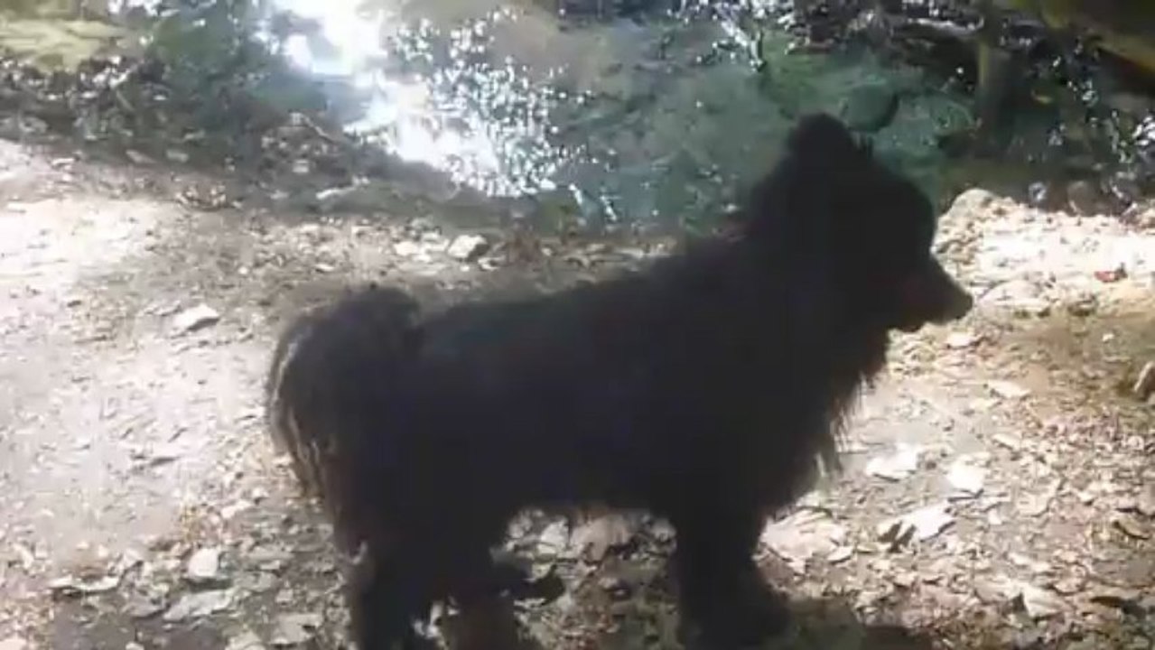 Sydney in the Beekhuizen Stream