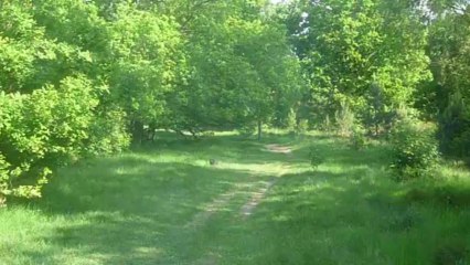 Sydney on Rosendael Heath