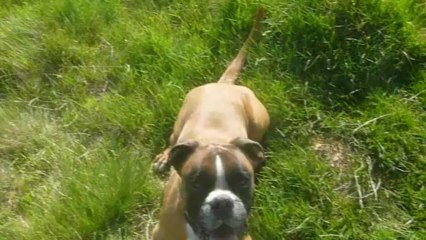 Zeppo on Rosendael Heath