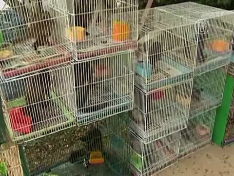 Таиланд: тысячи диких животных нашли в клетках