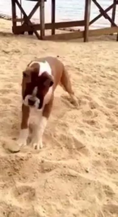 Chien Vs citron