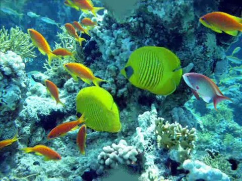 Scuba Diving in Sharm El Sheikh