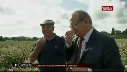 FOCUS, La parfumerie de Grasse