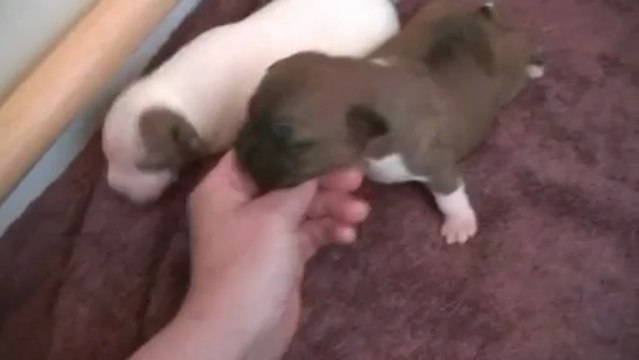 Chiot staffordshire bull terrier ( staffie ) vidéo 4 de la 11ème portée
