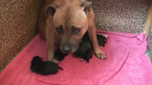 1.Chiot staffordshire bull terrier ( staffie ) vidéo 1 de la 12ème portée