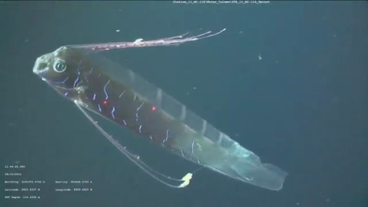 Regalecus glesne : Voici le plus grand poisson ruban jamais filmé