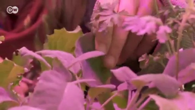 Huertos urbanos en los Países Bajos | Euromaxx