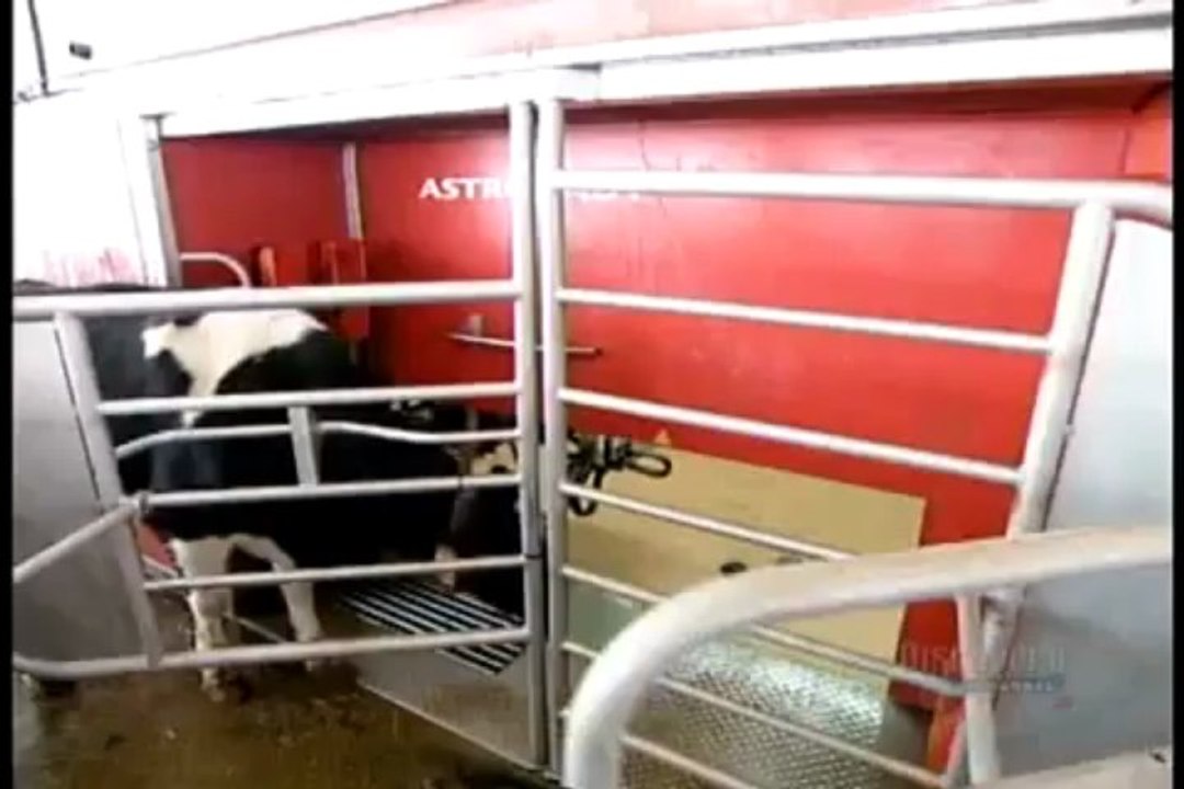 Milk - How its made