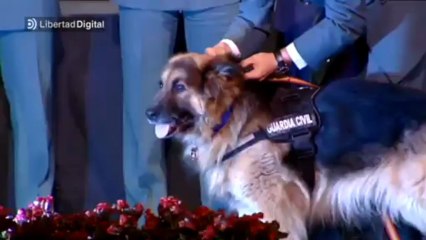 El perro Ajax recoge el premio por su valentía