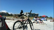 Beach Cruiser Rentals Hilton Head Island