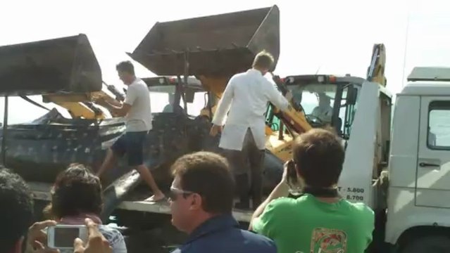 Tubarão-baleia é encontrado morto em Porto Belo-SC / BRASIL - 09/06/2013 @@@@ Whale shark found dead on 09/06/2013 in Pereque Beach, Porto Belo-SC / BRAZIL