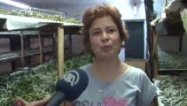İpekböceklerine evlerini açtılar, çocukları gibi büyüttüler