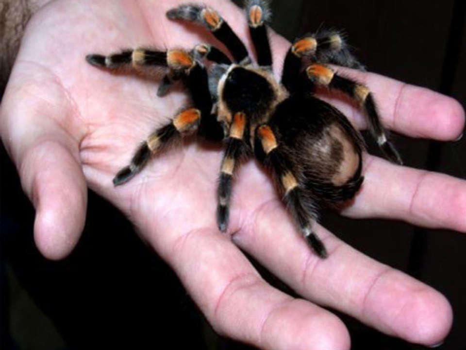 Suffering from Spider Phobia
