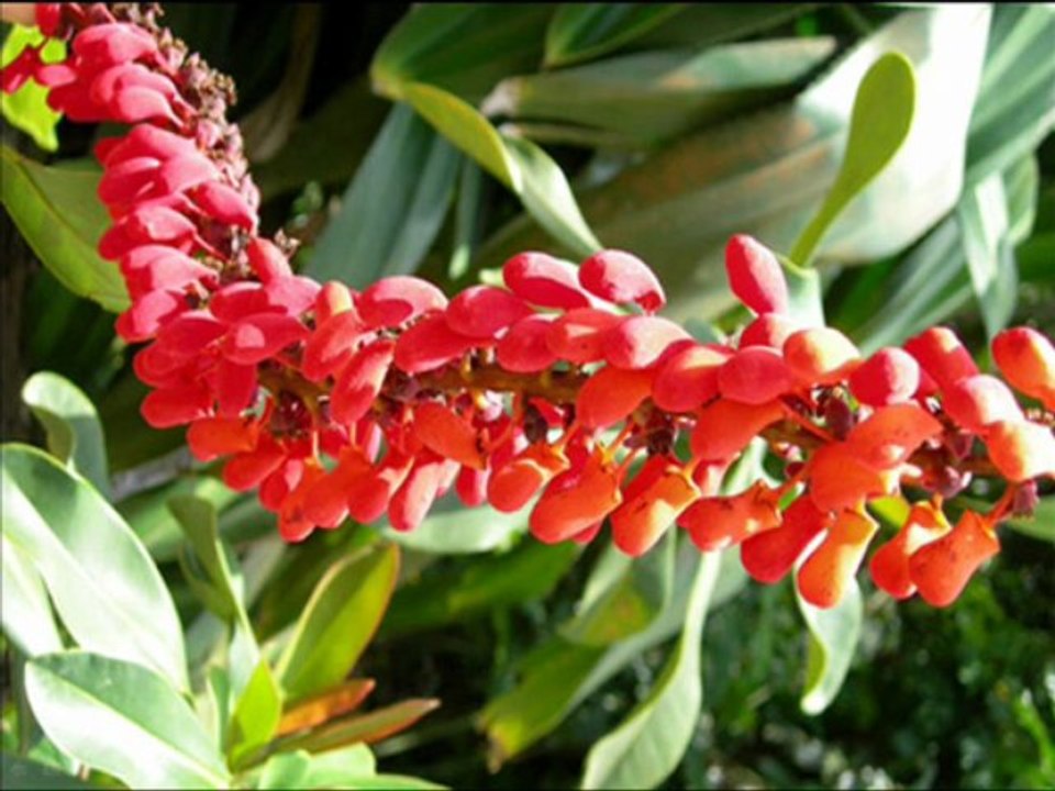 Le Jardin botanique de Deshaies