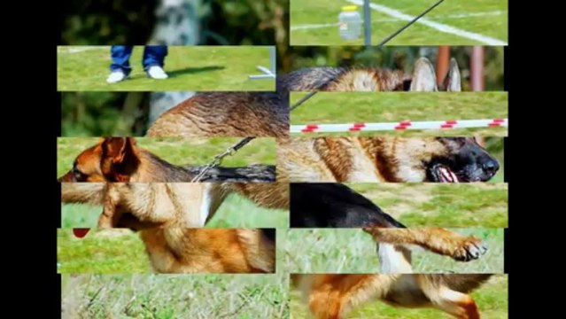 Best German Shepherd Breeders In US