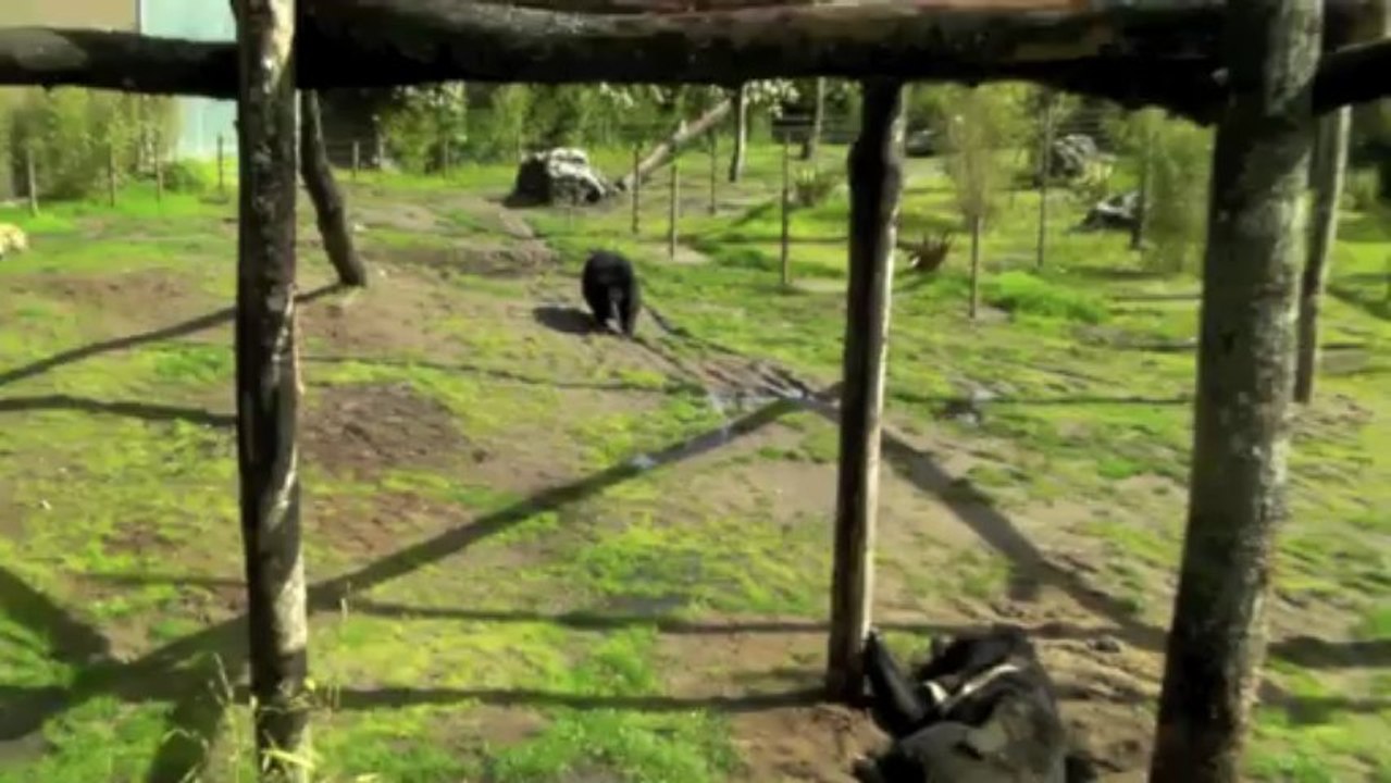L'île aux Lémuriens ! Petite visite au zoo du Bassin !