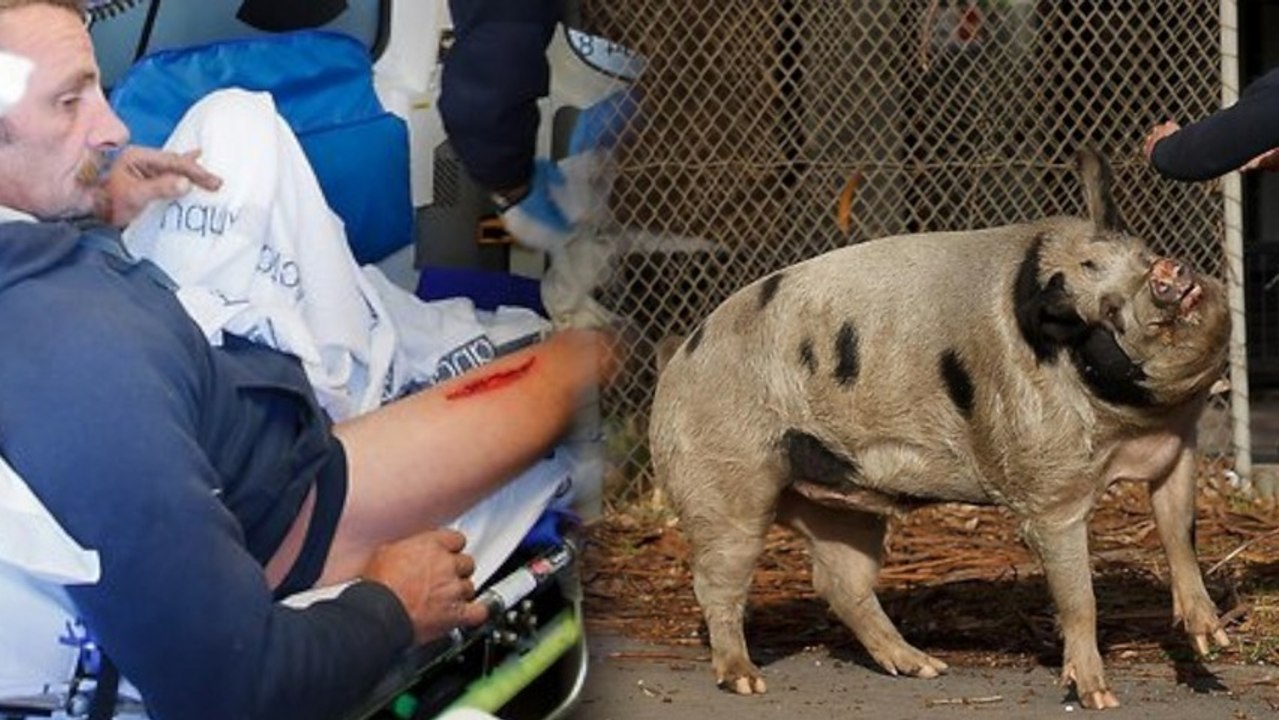 Local Man Mauled by Nigel the Seaford Pig
