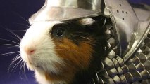 Anyone Know Where To Find Some Guinea Pig Armor?