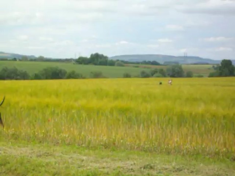 2013-06 Jumps in the fields