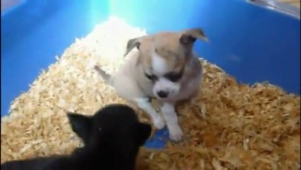 Chihuahua Noé-Passion  "Les BB de ma Gloglo"