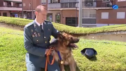 Ajax, el perro de la Guardia Civil que evitó un atentado, condecorado por su valentía