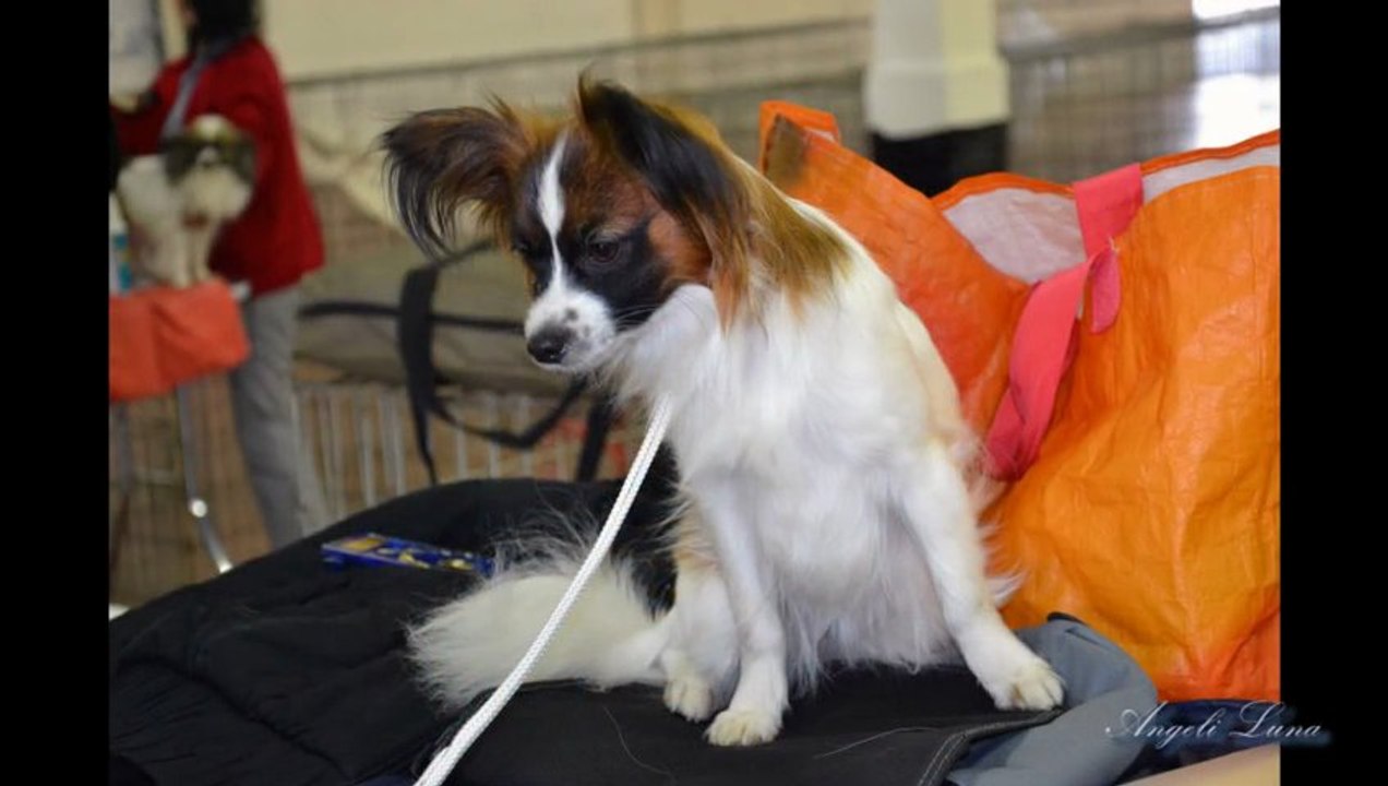 Nationale d'élevage à Angers - 24 mars 2012 (3ème expo de Gala)