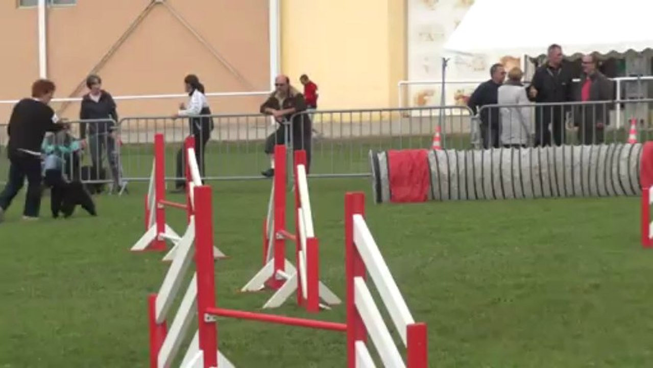 Concours d'AGILITY à I P A C 81 Saint Sulpice La pointe