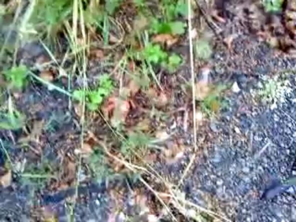 MOV01564