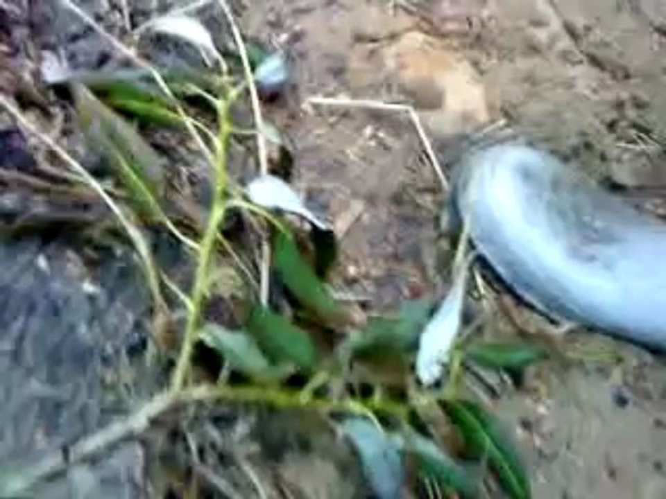MOV01565