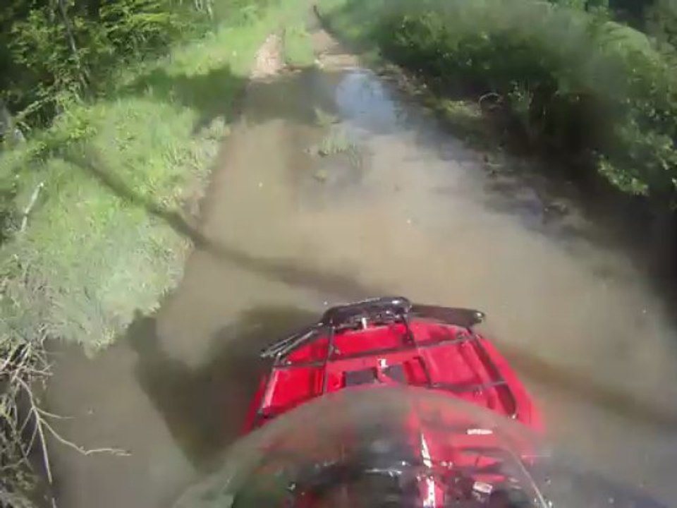 bonjours, les vaches..