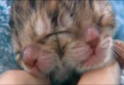 Taking A Double Take At The Weirdest Two-Headed Animals: Two Headed Kitten Born in Oregon