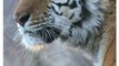 Dog Distemper Virus Threatens Rare Tigers