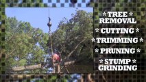 Tree Pruning Marietta | Omar & Brothers Tree Service Call (678) 973-4049