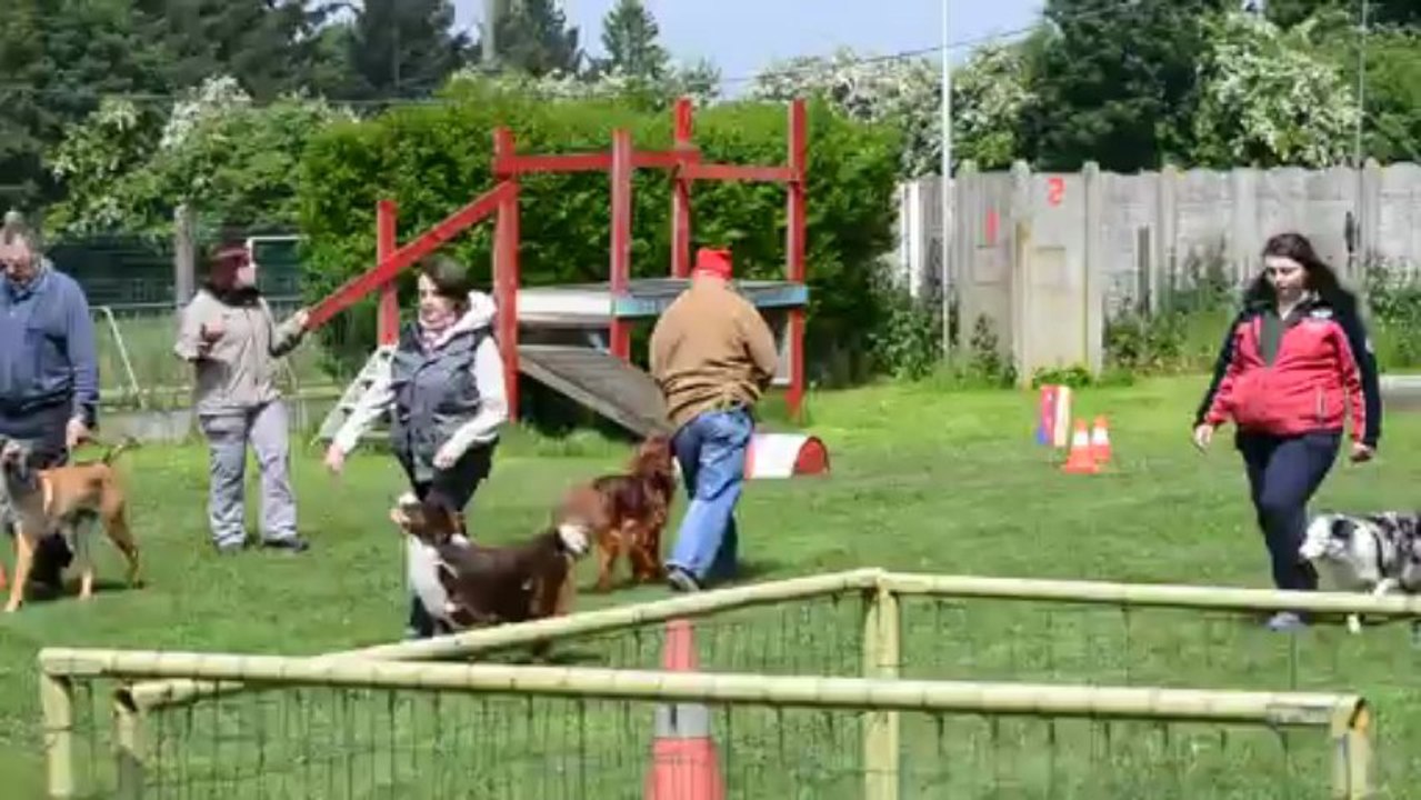 Entrainement de Kazan après 9 mois d' obéissance.