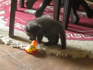 Kitty Chasing turtle