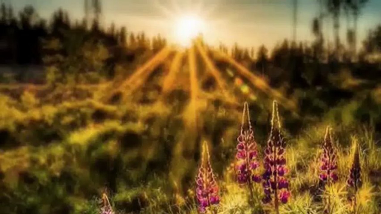 SEN - Tayfun Talipoğlu