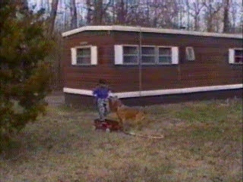 Compilation_chiens_gags