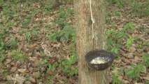Ivory Coast farmers ditching cocoa for rubber