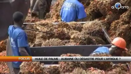 Huile de palme : Aubaine ou désastre pour l’Afrique ?
