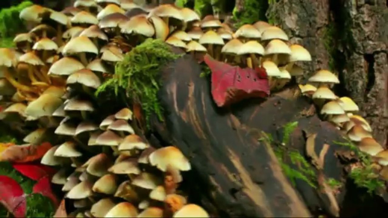 Тайна дикого леса