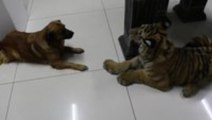 Dog Refuses to Share Water With Tiger