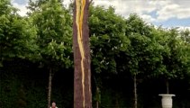 Le sculpteur Giuseppe Penone  investit  les jardins  du château de Versailles