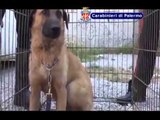 Bagheria (PA) - Maltrattamento animali, ritrovato cane con un tubo al collo (12.06.13)
