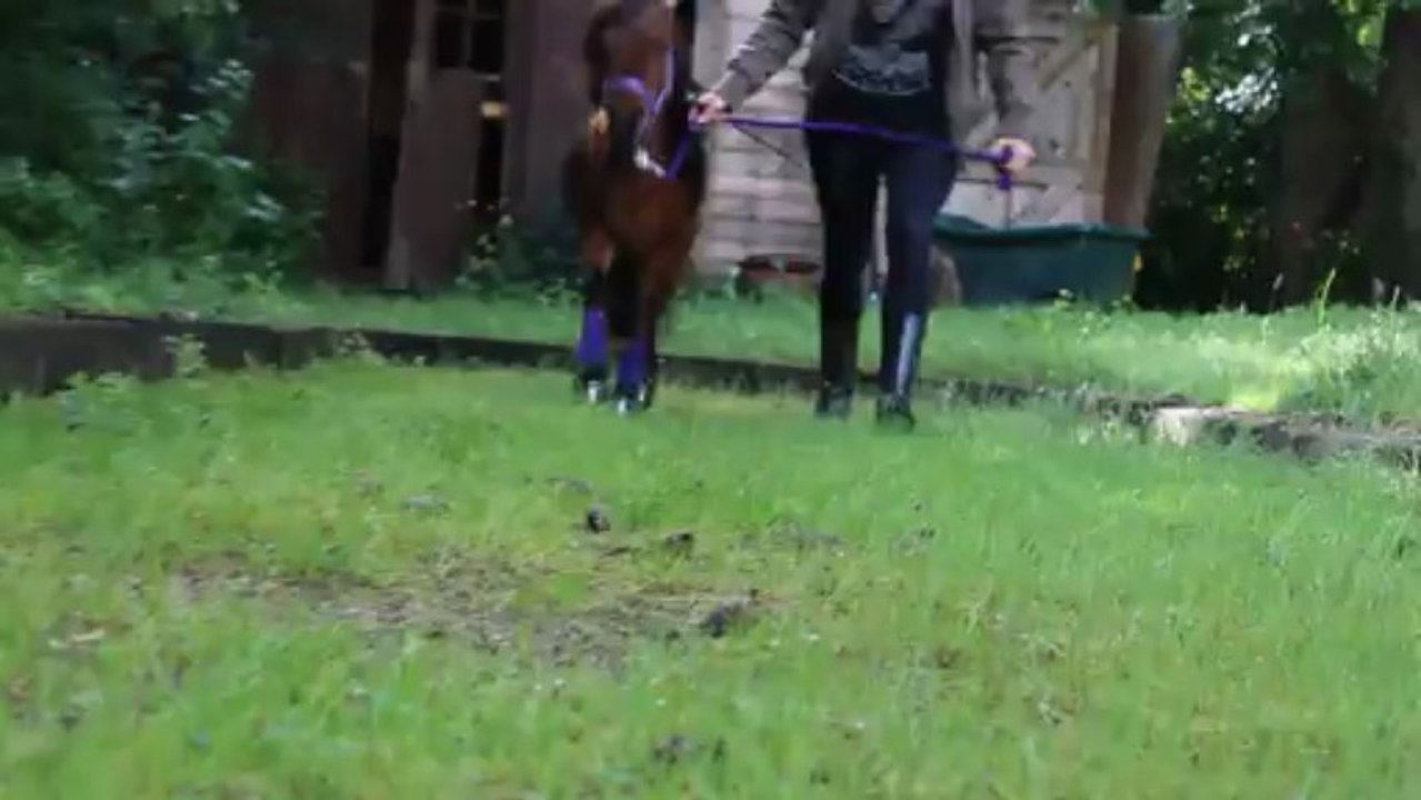 Essai Hipposandales (2)