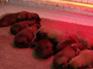 Chiots Espoir x Gessy à 5 jours